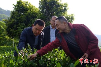 市领导率队到石门县调研茶叶产业发展情况