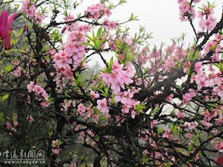 桃花源景区各色桃花