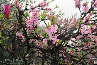 桃花源景区各色桃花