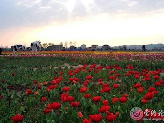 桃源枫林花海