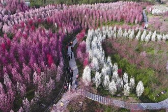 桃花源万亩桃林
