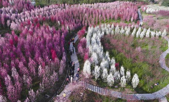 桃花源万亩桃林