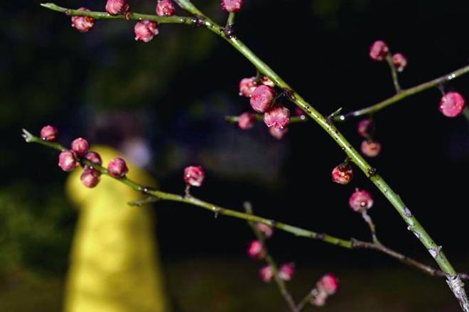 梅花含苞待放