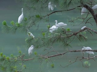 松鹭图