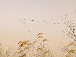 大雁起飞