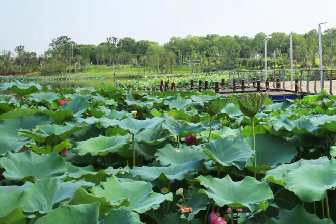 柳叶湖畔荷花公园