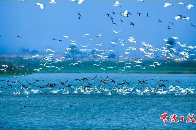 候鸟成群——西洞庭湖自然保护区