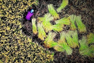 收割时节