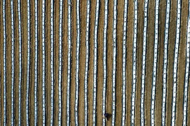 育苗——石门南北镇