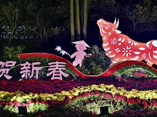 【社会】绿植花卉满街头 “视觉盛宴”迎新春