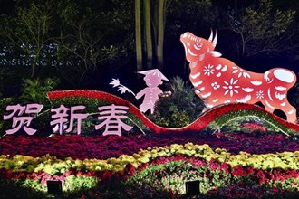 【社会】绿植花卉满街头 “视觉盛宴”迎新春