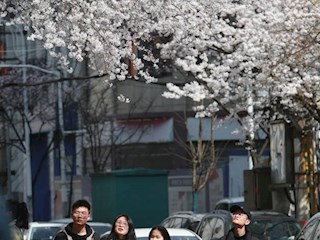 高山街赏花