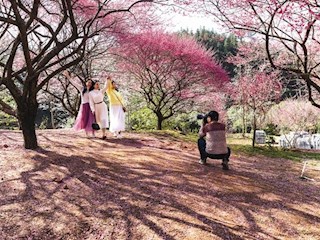 梅花基地落英缤纷