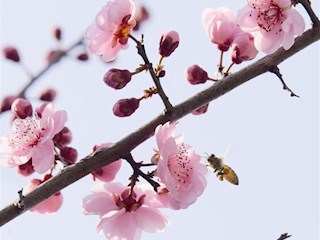早到的春【组图】