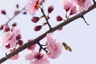 早到的春【组图】