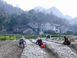 【经济】石门县蒙泉镇橘橙类果树育苗