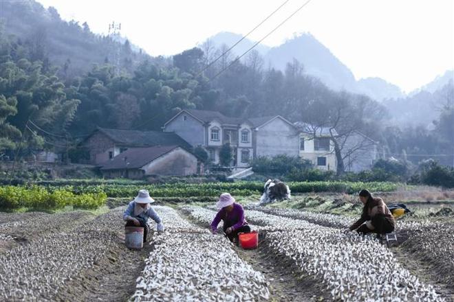 【经济】石门县蒙泉镇橘橙类果树育苗