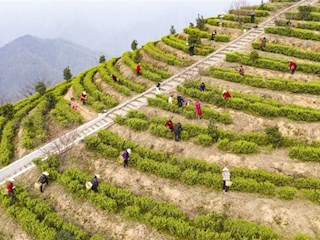 【经济】采摘早春茶