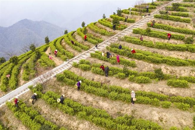 【经济】采摘早春茶