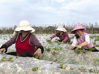 【经济】市农科院马铃薯研究