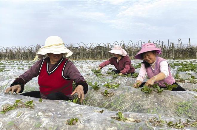 【经济】市农科院马铃薯研究