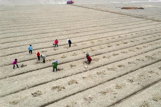 【经济】澧县葡萄