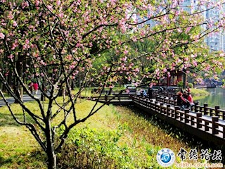 海棠花开