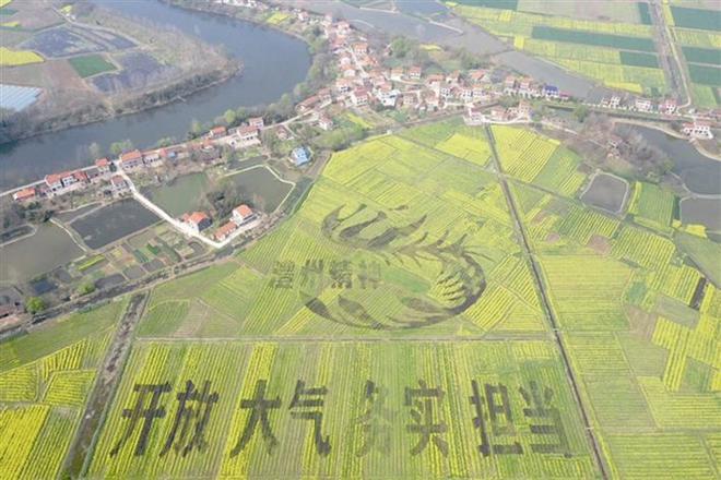 【经济】澧县小渡口镇土地洲村油菜彩绘