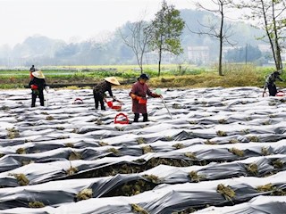 沅澧大地春耕忙【组图】