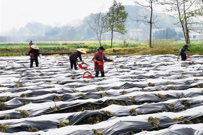 沅澧大地春耕忙【组图】