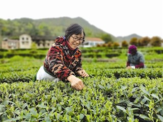 【经济】澧县：“生态建园，高效茶业”