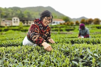 【经济】澧县：“生态建园，高效茶业”