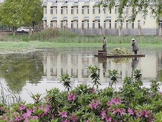 【社会】屈原公园对水生植物进行管培