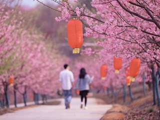 常德樱花园