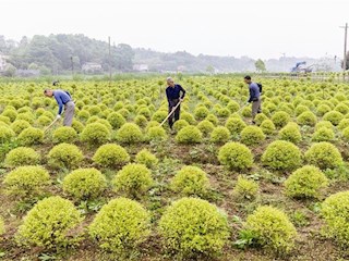 【经济】桃源县九溪镇兴龙村：开展农旅结合，助力乡村振兴