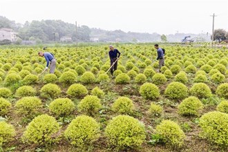 【经济】桃源县九溪镇兴龙村：开展农旅结合，助力乡村振兴