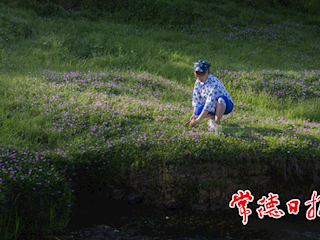 阳光照在紫云花草地