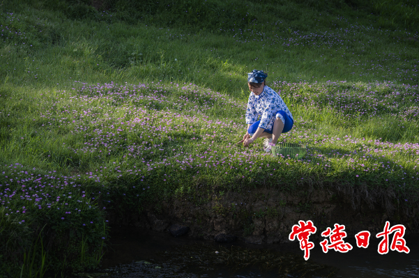 阳光照在紫云花草地