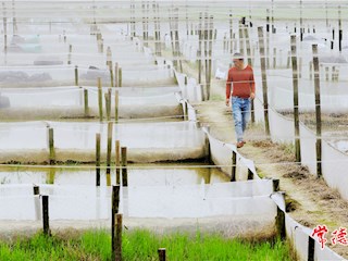 忙啥？养蛙池中瞧瞧