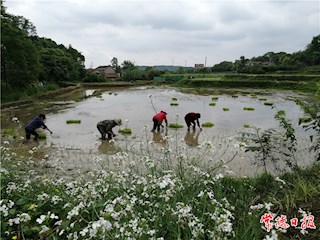 谷雨一过插秧忙