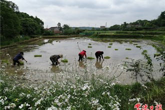 谷雨一过插秧忙