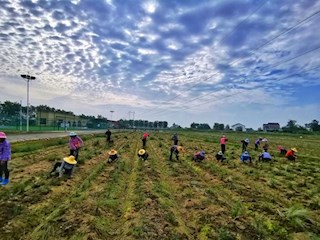 澧县城头山国家考古遗址公园移栽粉黛幼苗