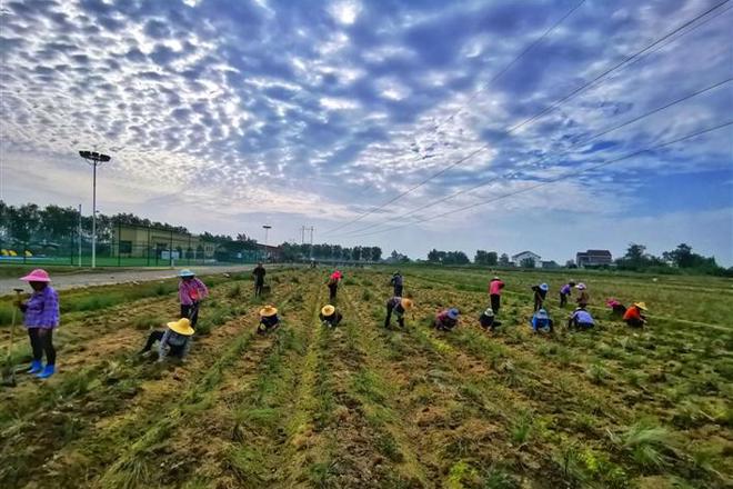 澧县城头山国家考古遗址公园移栽粉黛幼苗