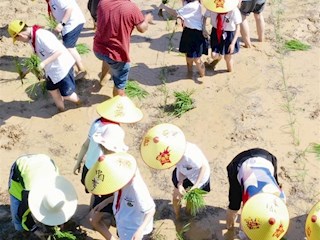 澧县弘毅学校组织学生学习移栽水稻秧苗