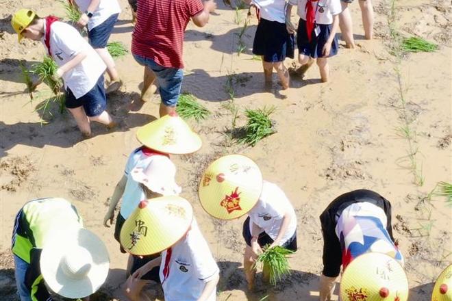 澧县弘毅学校组织学生学习移栽水稻秧苗