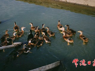 美丽乡村之群鸭戏水