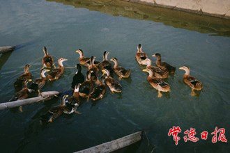 美丽乡村之群鸭戏水