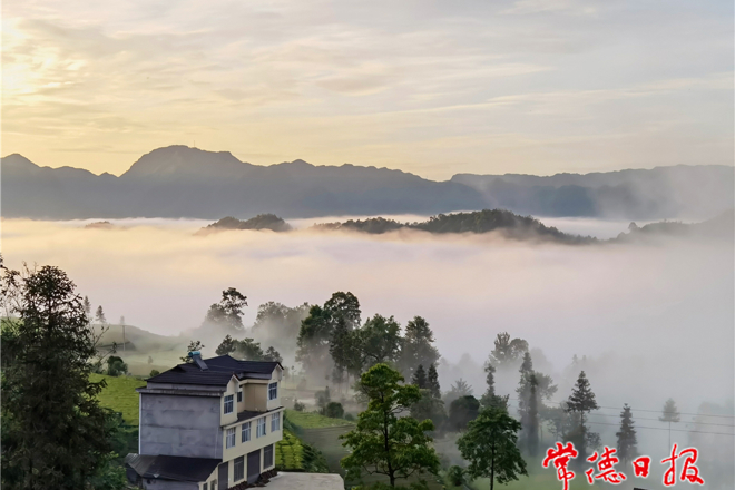 罗坪云海 茶乡美景