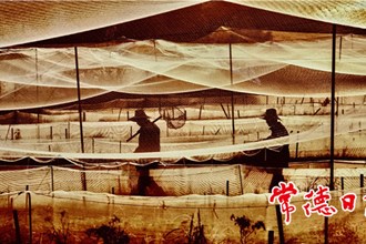 发现常德之美【组图】