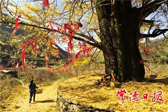 发现常德之美【组图】